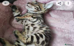 Bengal cats for sale: TICA Bengal kittens - Image 4