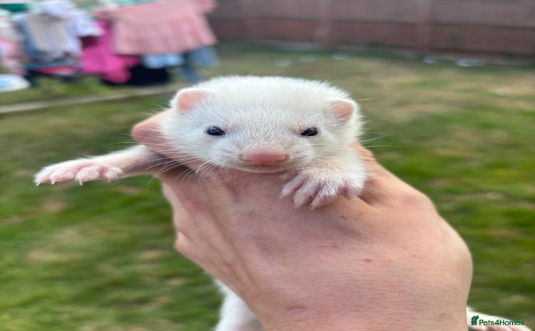 Ferret rodents - Advert 1