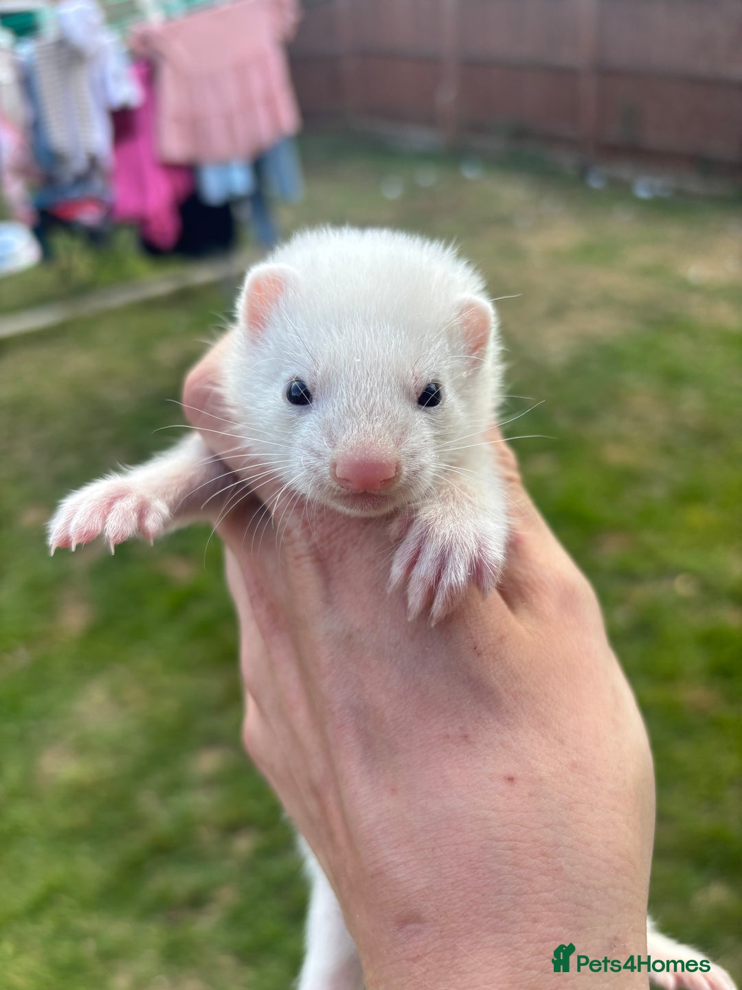 Ferret rodents for sale: Two male hobs micros  - Image 1