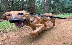 Mixed Breed dogs for adoption: Lykka - Norwich Norfolk  - Image 14