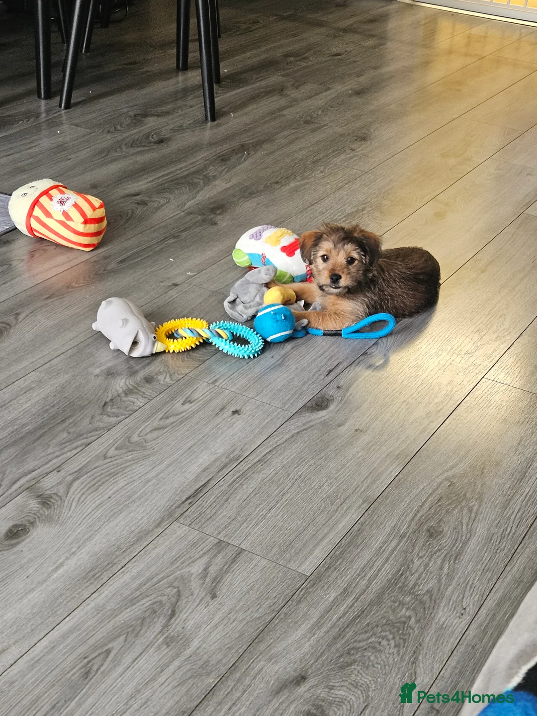 Shorkie dogs for sale: For sale a lovely male shitzuhcrossyorkie puppy - Advert 5