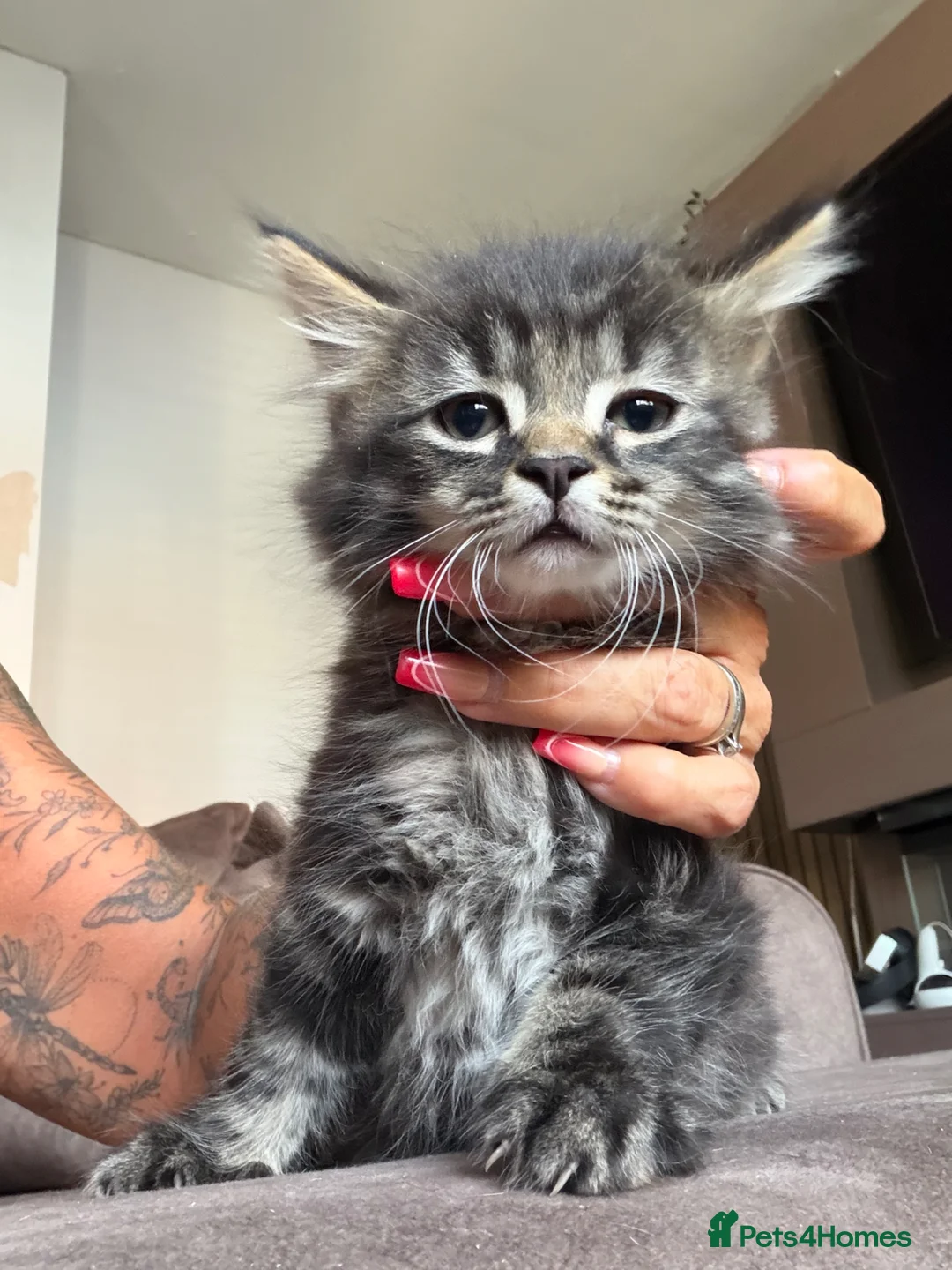 Mixed Breed cats for sale: Beautiful kitty’s looking for loving family’s  - Advert 2