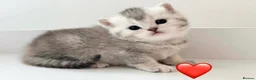 British Shorthair cats for sale: Adorable silver NS11 British shorthair kittens. - Advert 4