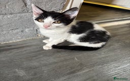 Mixed Breed cats for sale: 3 male kittens 4 months old  - Image 4