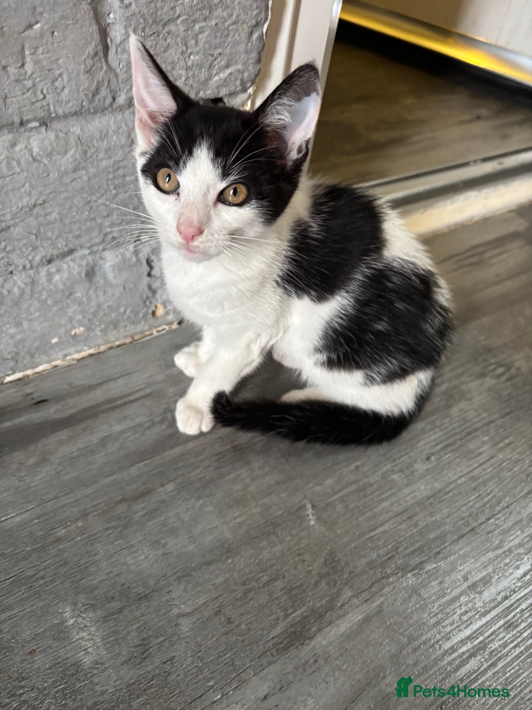 Mixed Breed cats for sale: 3 male kittens 4 months old  - Image 4