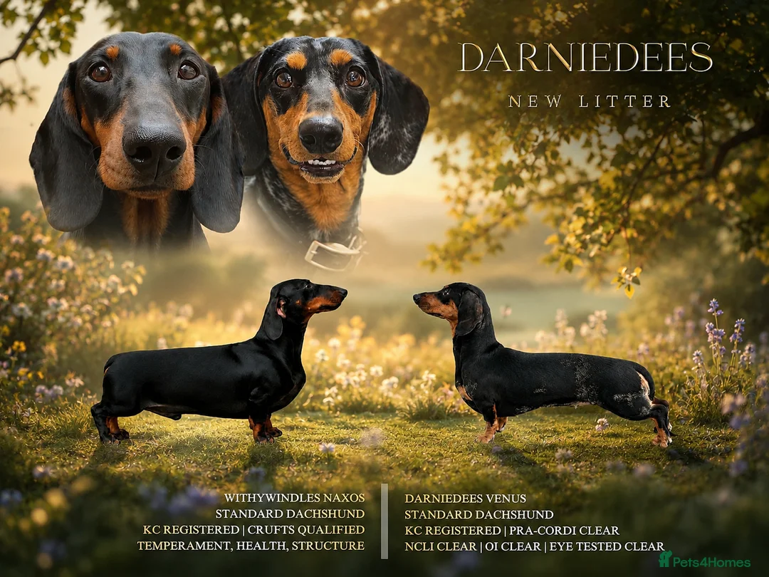 Dachshund dogs for sale: Expression of interest  - waiting list now open - Advert 2