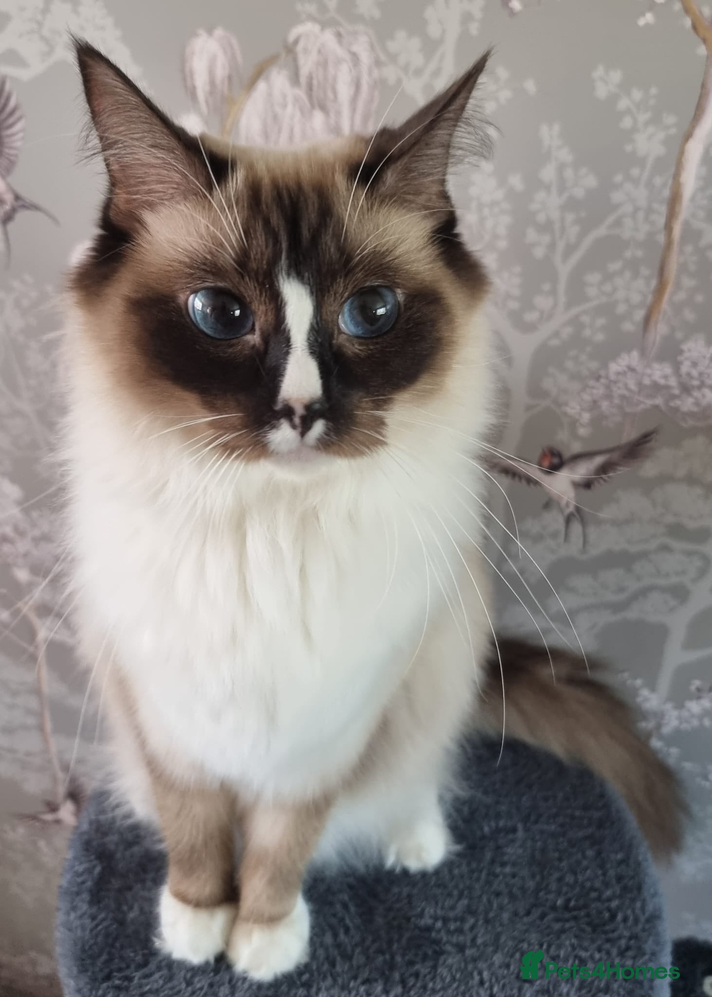Ragdoll cats Ragdoll kittens  - Advert 1