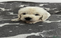 Golden Retriever dogs for sale: Golden Retriever Puppies 5 Generation Pedigree - Image 7