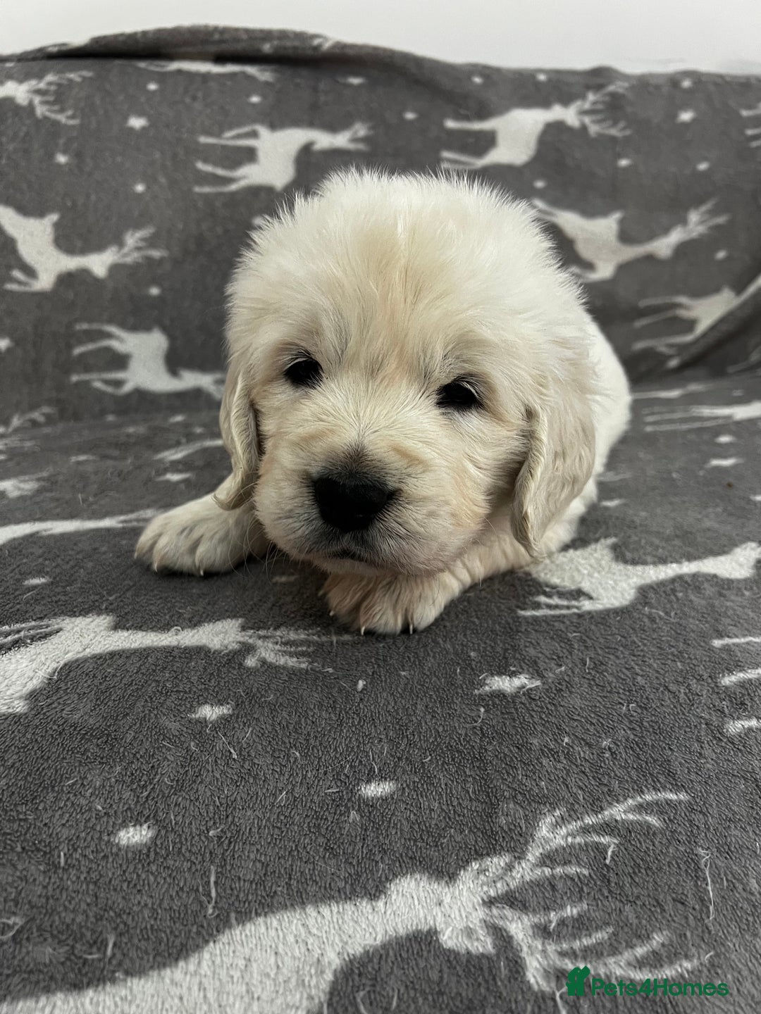 Golden Retriever dogs for sale: Golden Retriever Puppies 5 Generation Pedigree - Image 7