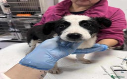 Mixed Breed dogs for adoption: Tequila for adoption - Image 1