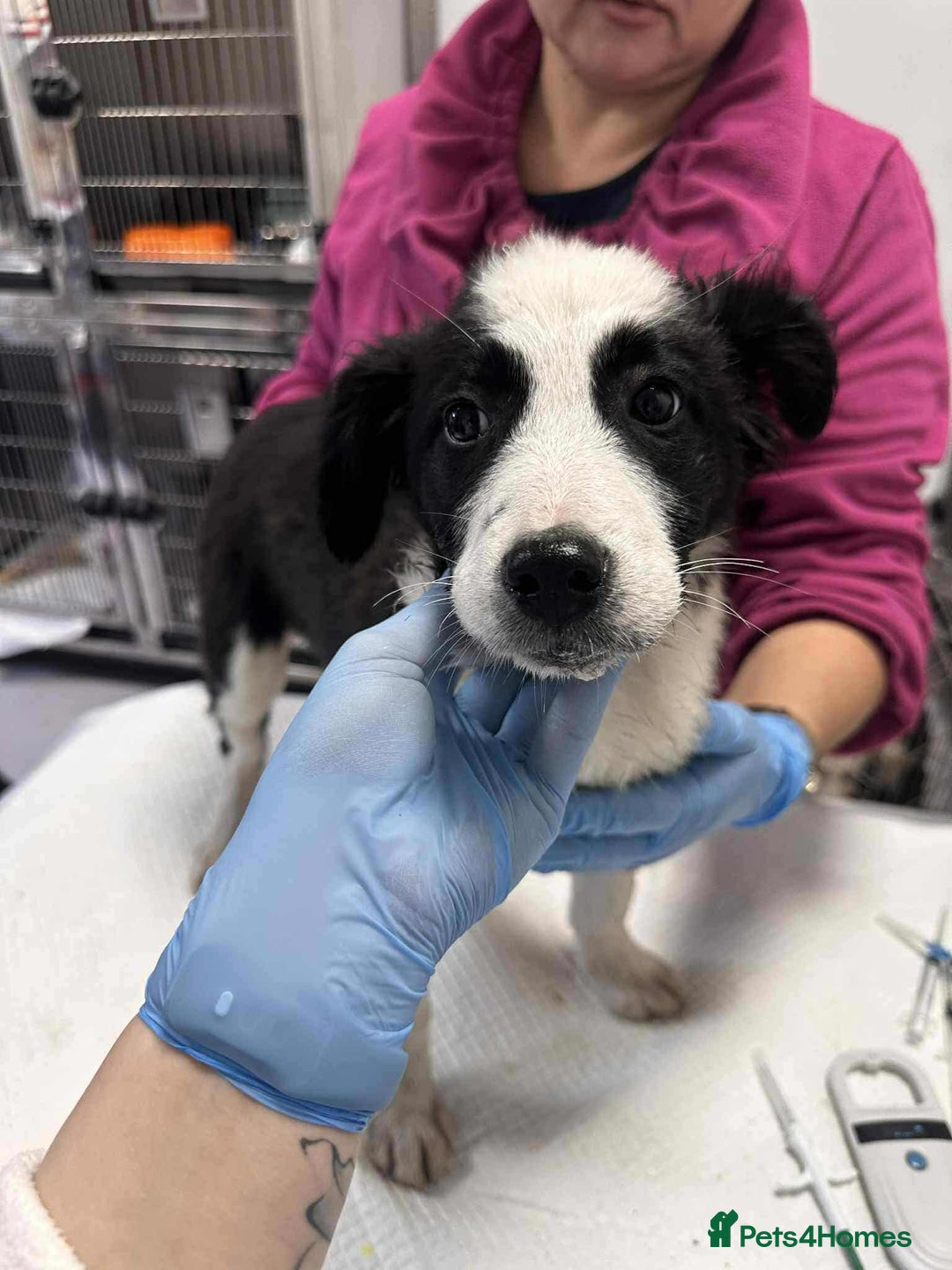 Mixed Breed dogs for adoption: Tequila for adoption - Image 1