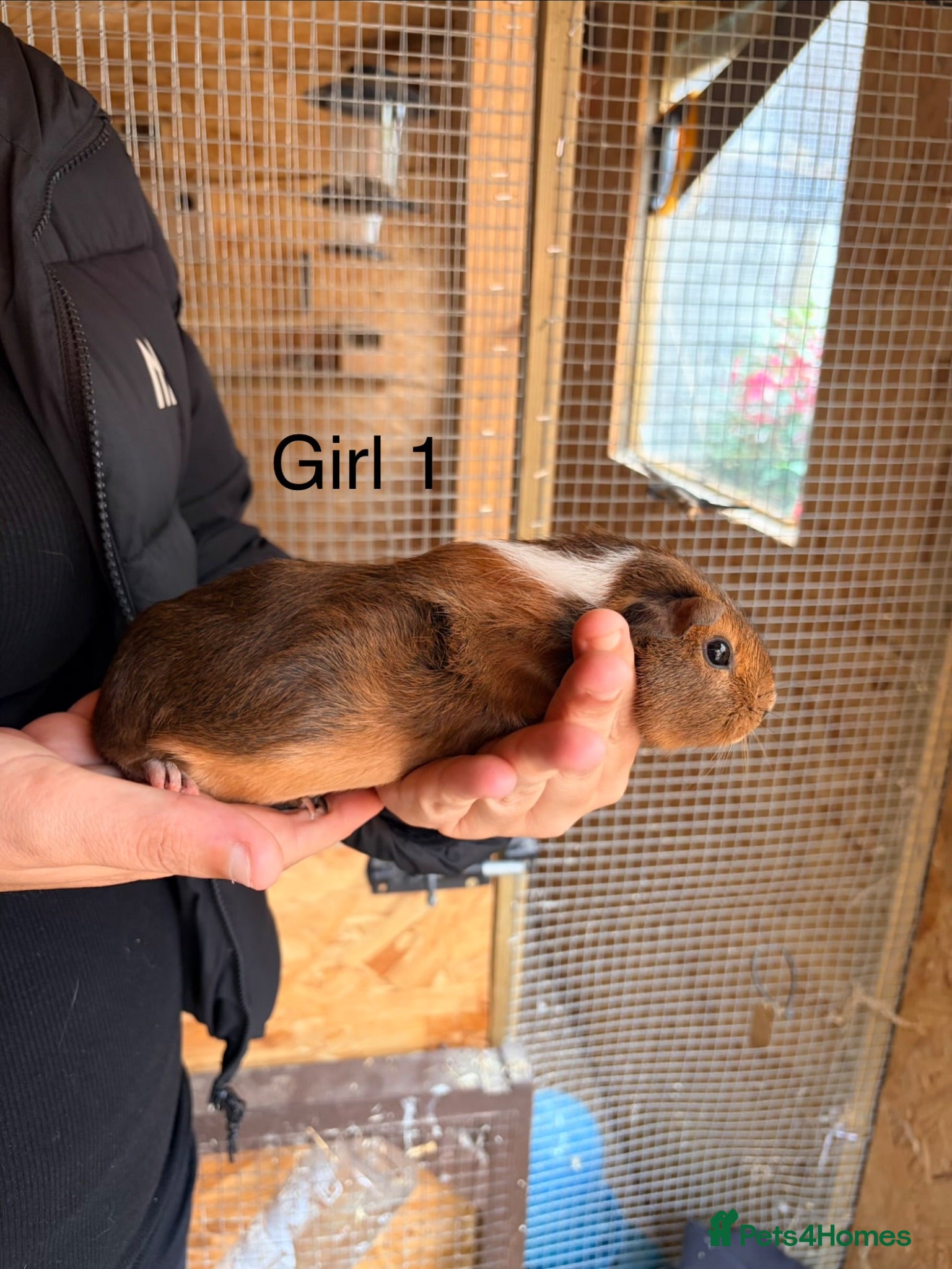 Guinea Pig rodents 10 week old baby Guinea pigs boys and girls  - Advert 1