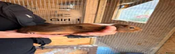 Guinea Pig rodents for sale: 10 week old baby Guinea pigs boys and girls  - Advert 1