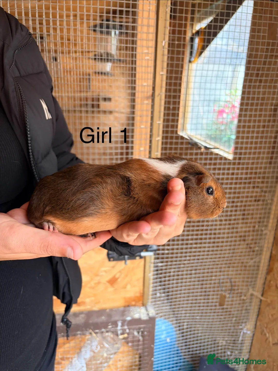 Guinea Pig rodents for sale: 10 week old baby Guinea pigs boys and girls  - Advert 1
