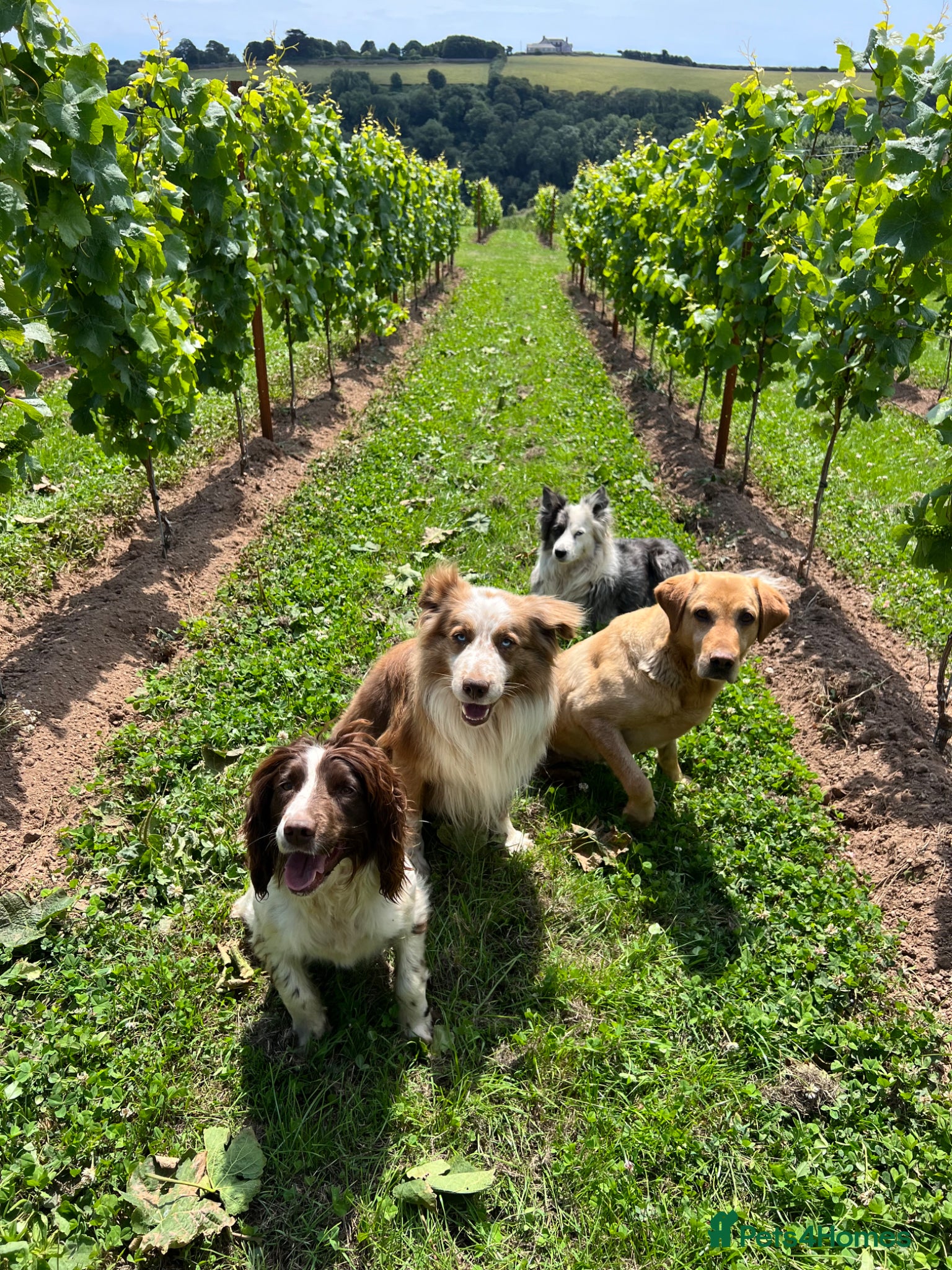 Border Collie dogs for sale: *READ ALL* New home for male Border Collie - Advert 9