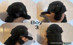 Cocker Spaniel dogs for sale: Cocker spaniel puppies  - Image 4