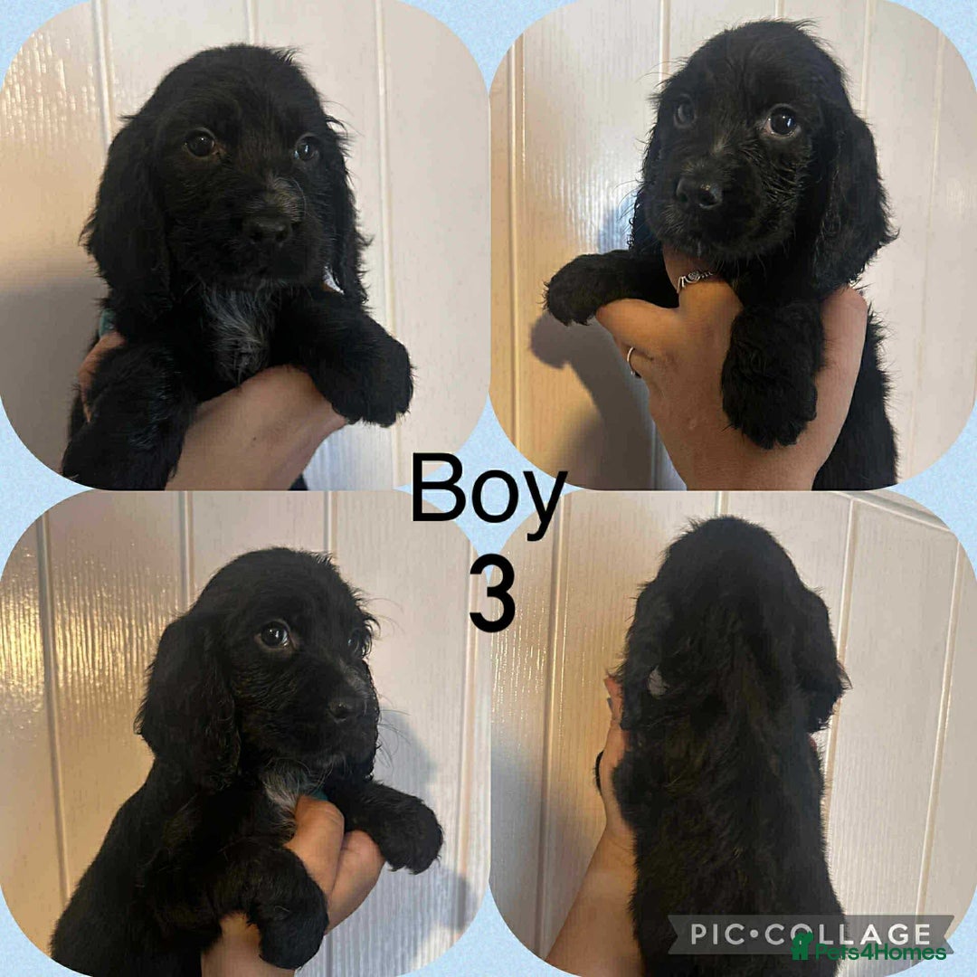Cocker Spaniel dogs for sale: Cocker spaniel puppies  - Image 4