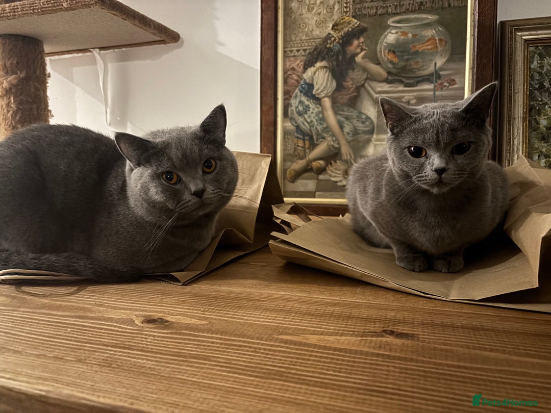 British Shorthair cats for sale: TICA registered purebreed BritishShorthair Kittens - Advert 22