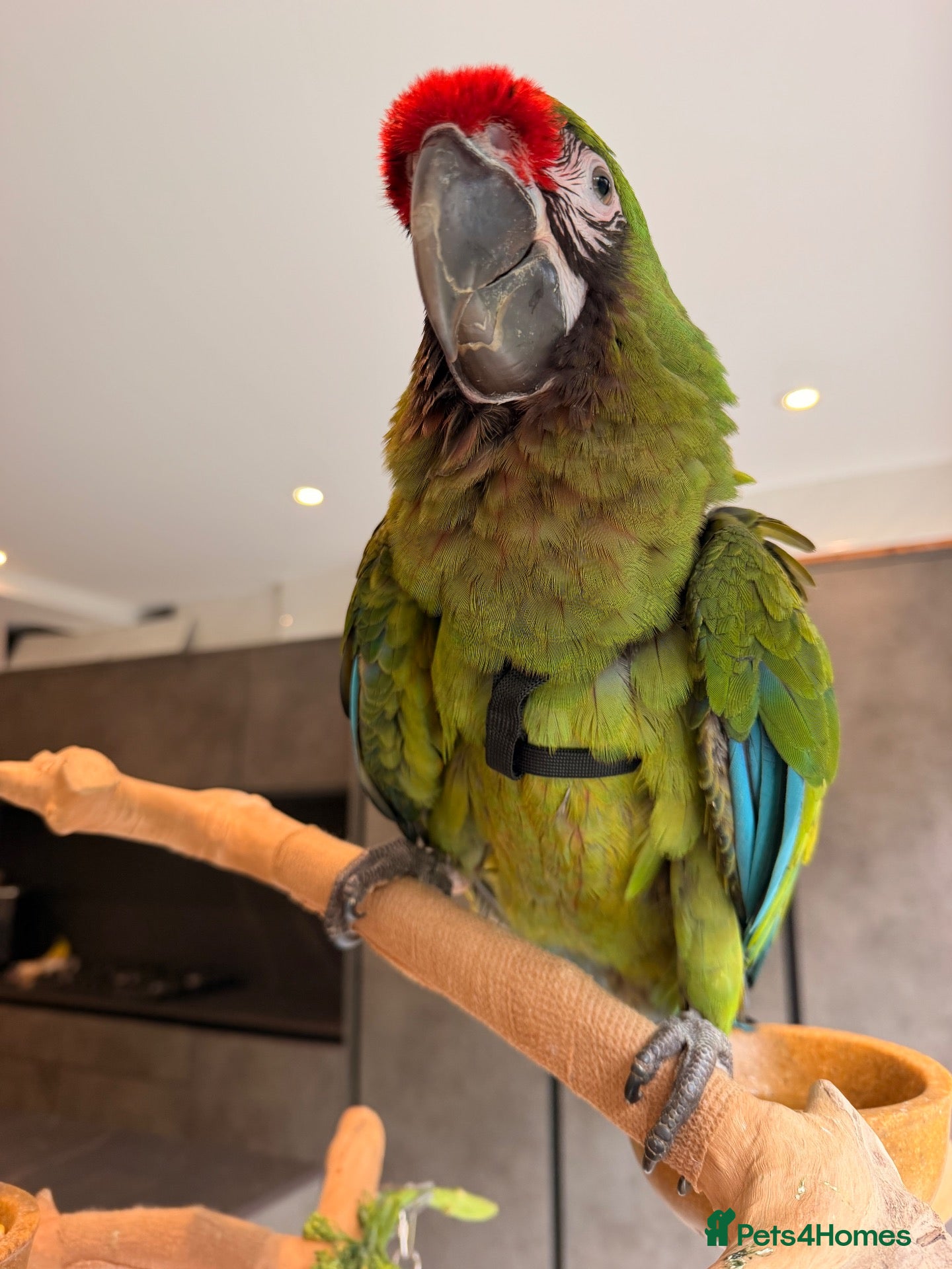 Macaws birds for sale: Silly Tame Male Military Macaw - Advert 8