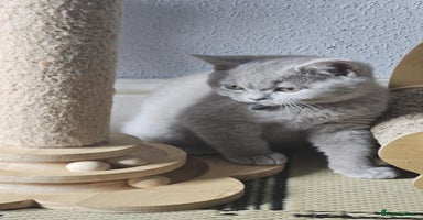 British Shorthair cats - Advert 5