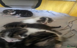 British Shorthair cats for sale: 4 kittens for sale  - Image 34