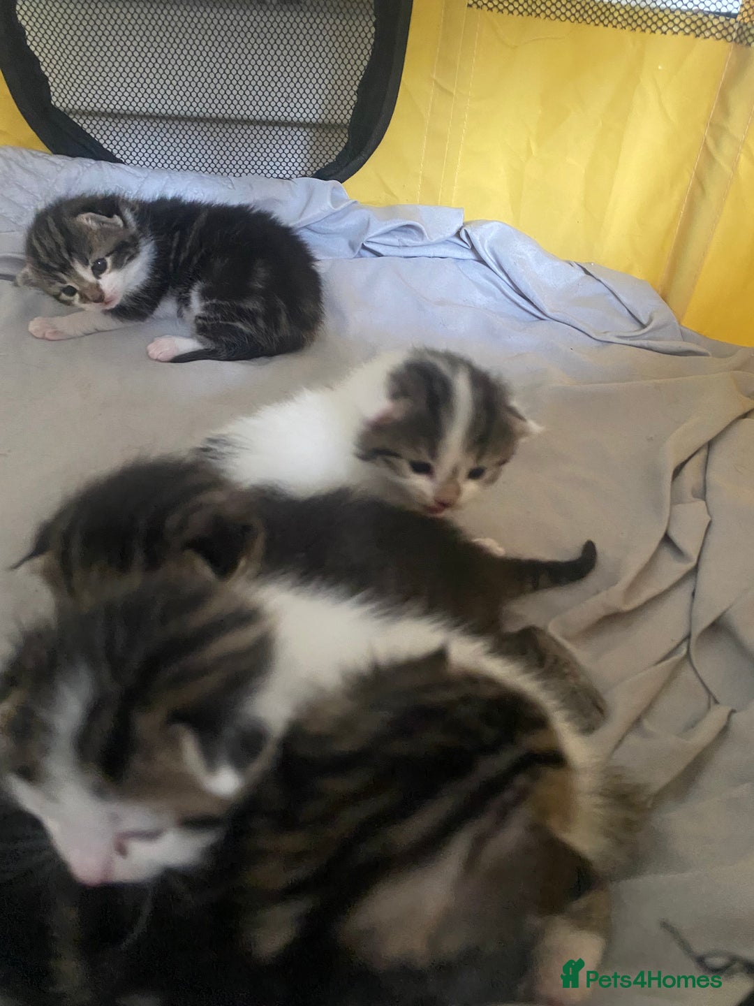 British Shorthair cats for sale: 4 kittens for sale  - Image 34