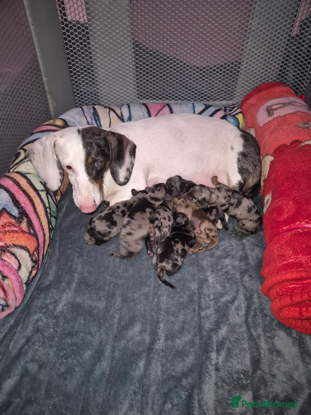 Mixed Breed dogs for sale: 🩷🩵💖💖 1 MALE 1 FEMALE DOXIEPOO PUPS 💖💖🩵🩷 - Advert 2