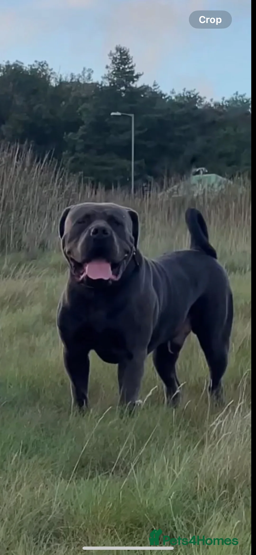 Boerboel dogs for stud: Imperial Health Tested & Champion Stud in Eastleigh - Advert 12