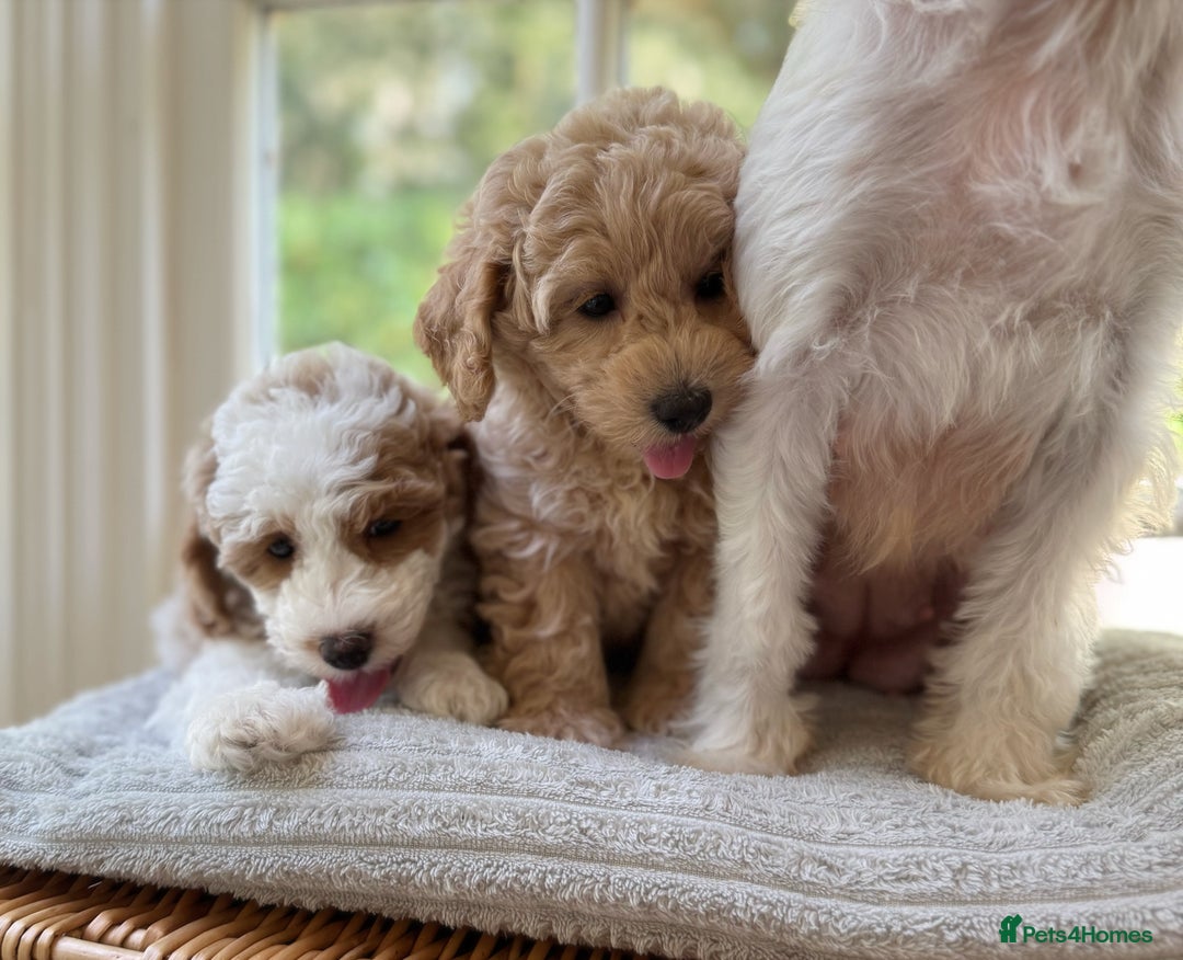 Mixed Breed dogs for sale: Teddy bear puppies - Image 29