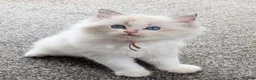 Ragdoll cats for sale: 🏆 GCCF Champion Ragdolls • Active Considered - Advert 25