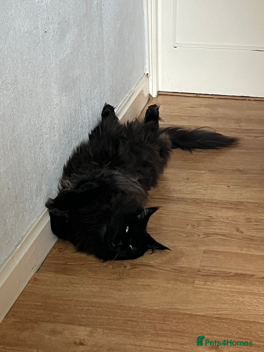 Maine Coon cats for sale: Male maine coon needs home - Advert 14