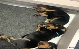 Rottweiler dogs for sale: AMAZING PEDIGREE REGISTERED ROTTWEILER PUPPIES - Image 8