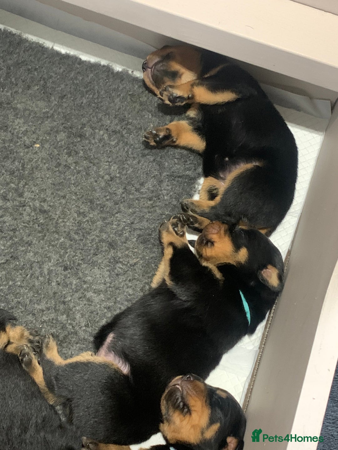Rottweiler dogs for sale: AMAZING PEDIGREE REGISTERED ROTTWEILER PUPPIES - Image 8