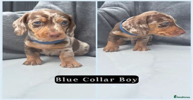Miniature Dachshund dogs - Advert 8