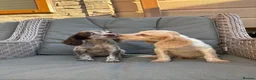 Cocker Spaniel dogs for sale: 3 cocker spaniels (council licensed breeders) - Advert 14