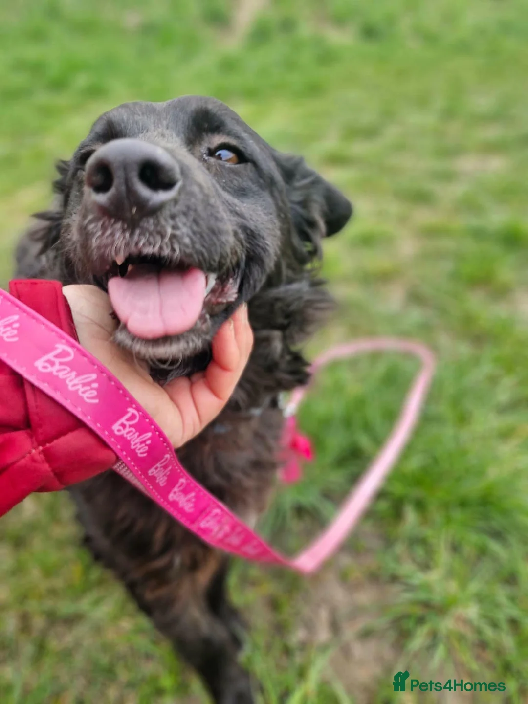 Mixed Breed dogs for adoption: POPPET-friendly&loving girl/clever/ affectionate  in Ruislip - Advert 1