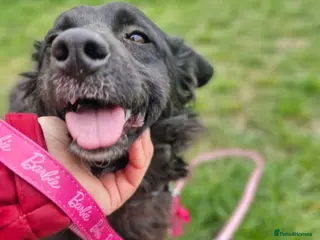 Mixed Breed dogs POPPET-friendly&loving girl/clever/ affectionate - Advert 2