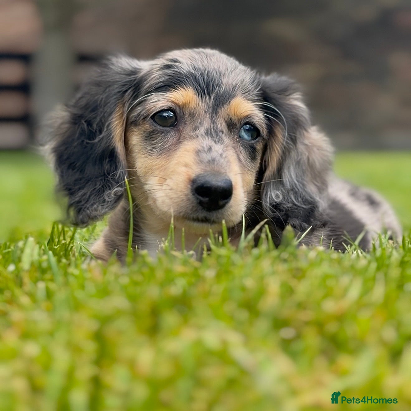 Miniature Dachshund dogs LONGHAIRED MINIATURE DACHSHUNDS  - Advert 2