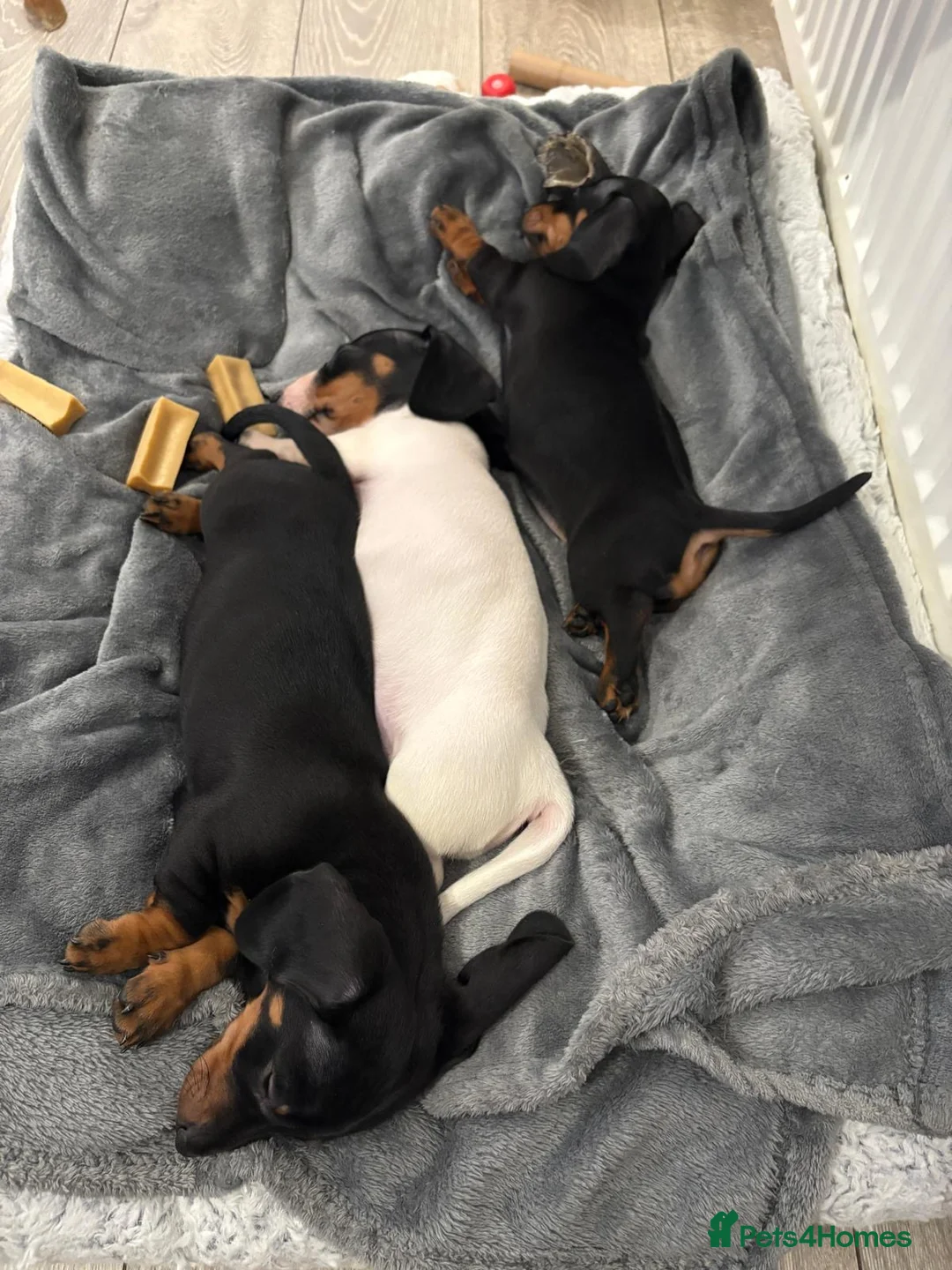 Miniature Dachshund dogs for sale: REDUCED Venus Rocket and Comet piebald dachshunds  - Advert 27