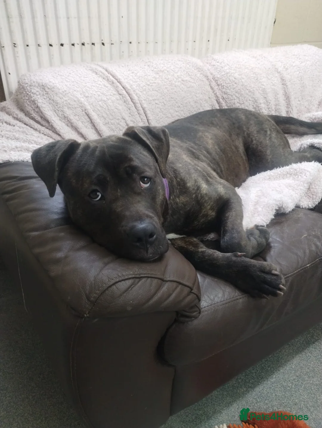 Mixed Breed dogs for adoption: Peaches - Advert 4