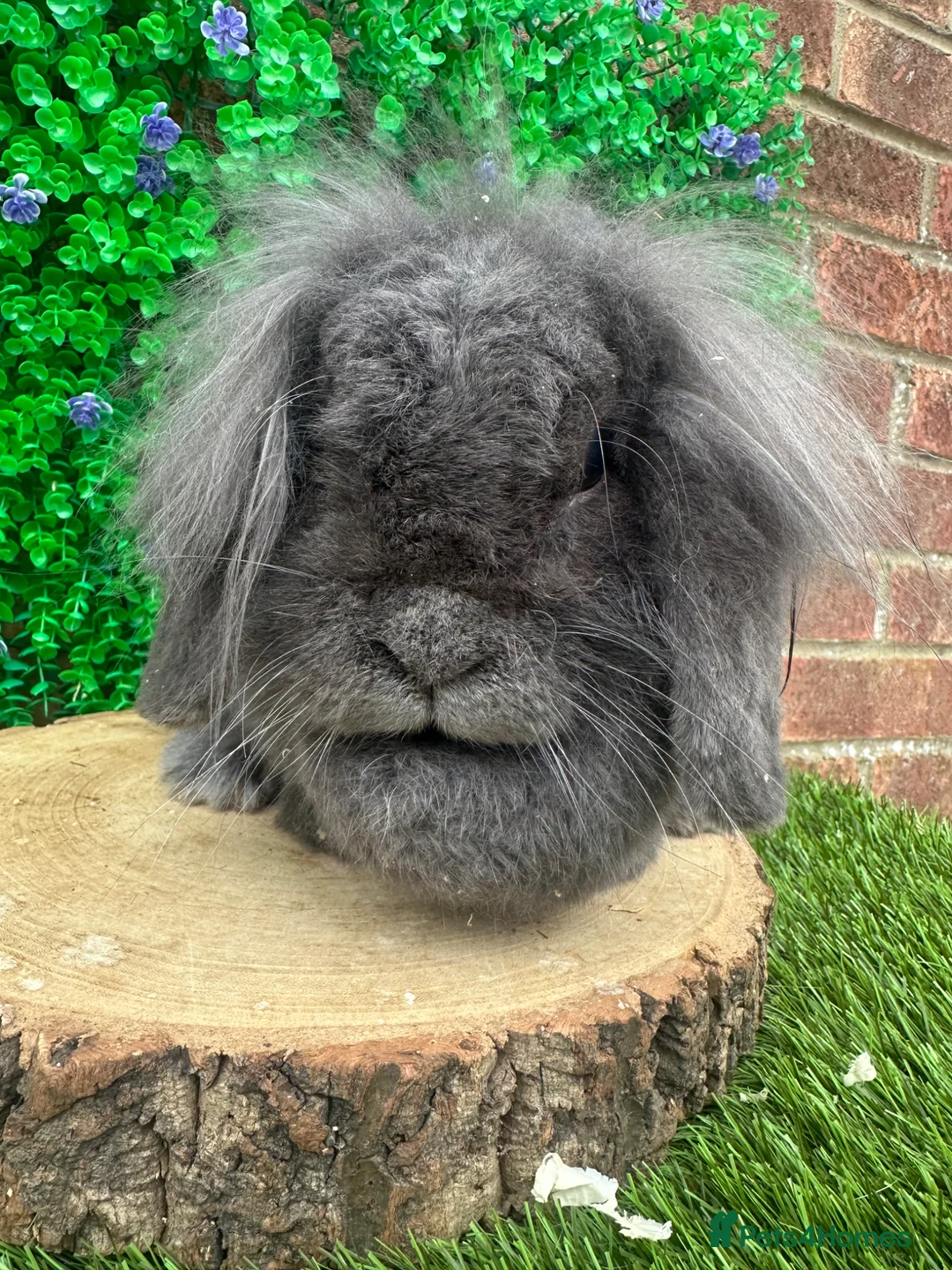 Mini Lion Lop rabbits for sale: 🐰 Lion Lop Girls Looking for Homes 🐰 - Advert 10