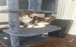 Maine Coon cats for sale: GCCF pedigree Maine Coons  - Image 5