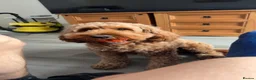 Cockapoo dogs for stud: Male Cockapoo Stud - experienced  in Hartlepool - Advert 8