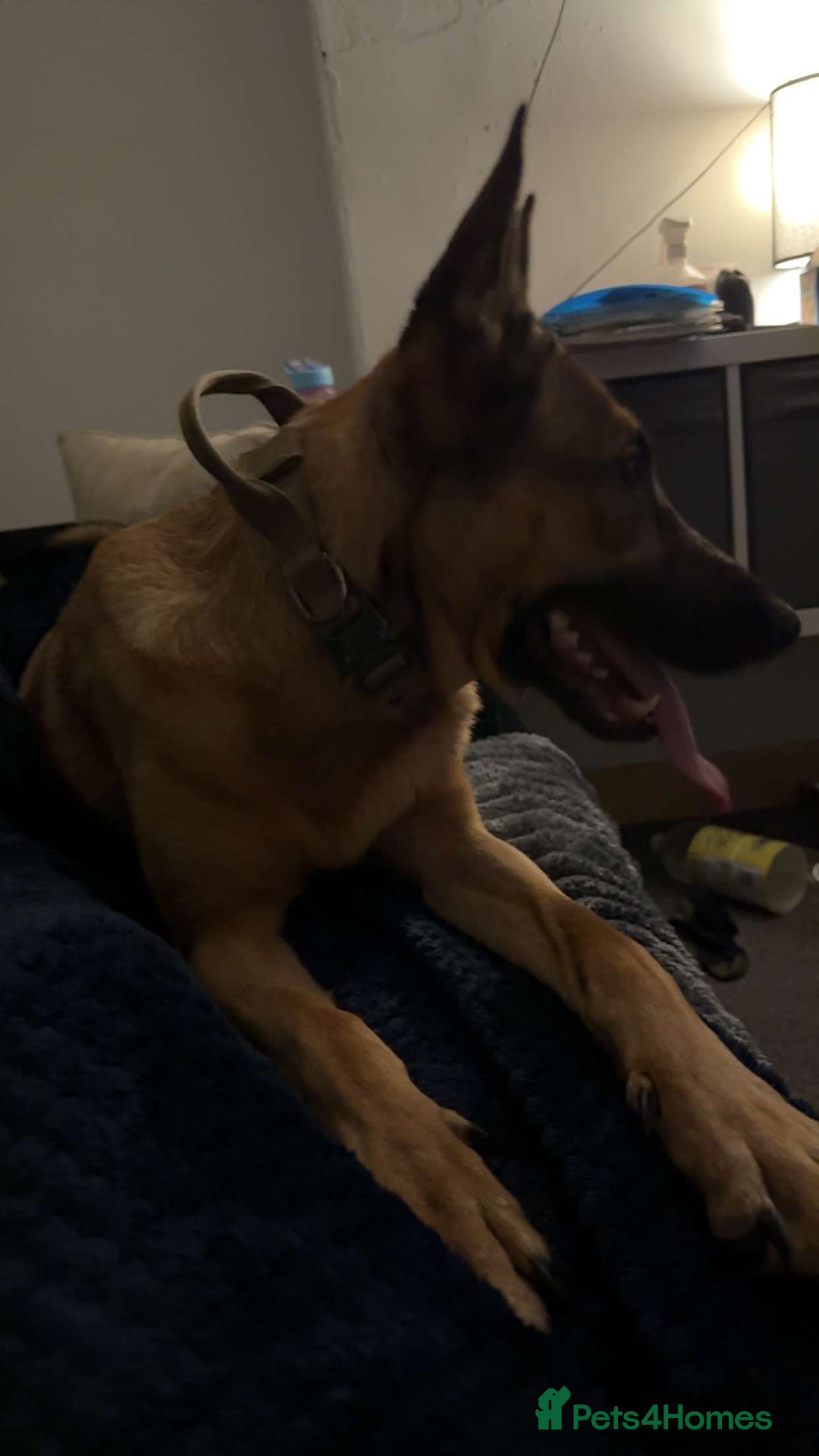 Belgian Shepherd Dog dogs for sale: Narla  - Advert 2