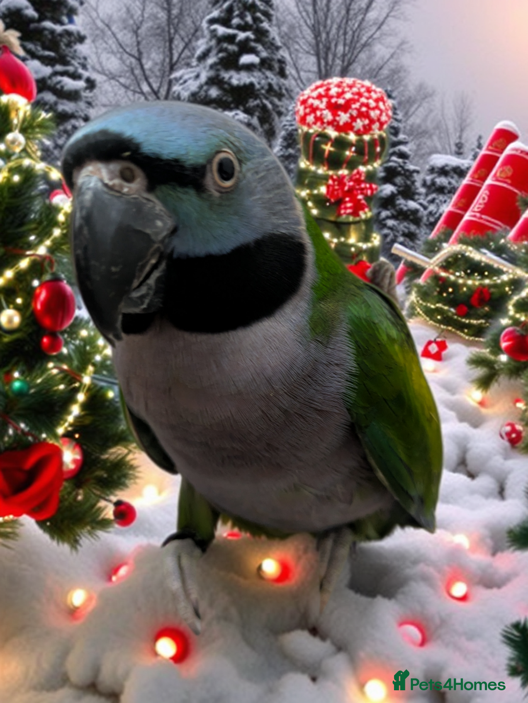 Parakeets birds for sale: Chinese Parakeet Derbyan Parakeet friendly - Advert 15