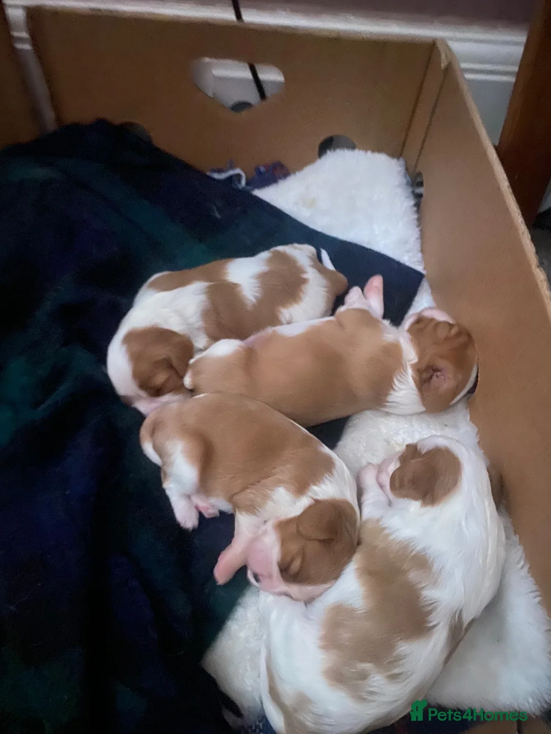 Cavalier King Charles Spaniel dogs for sale: Beautiful Cavalier King Charles Spaniel puppies - Advert 11