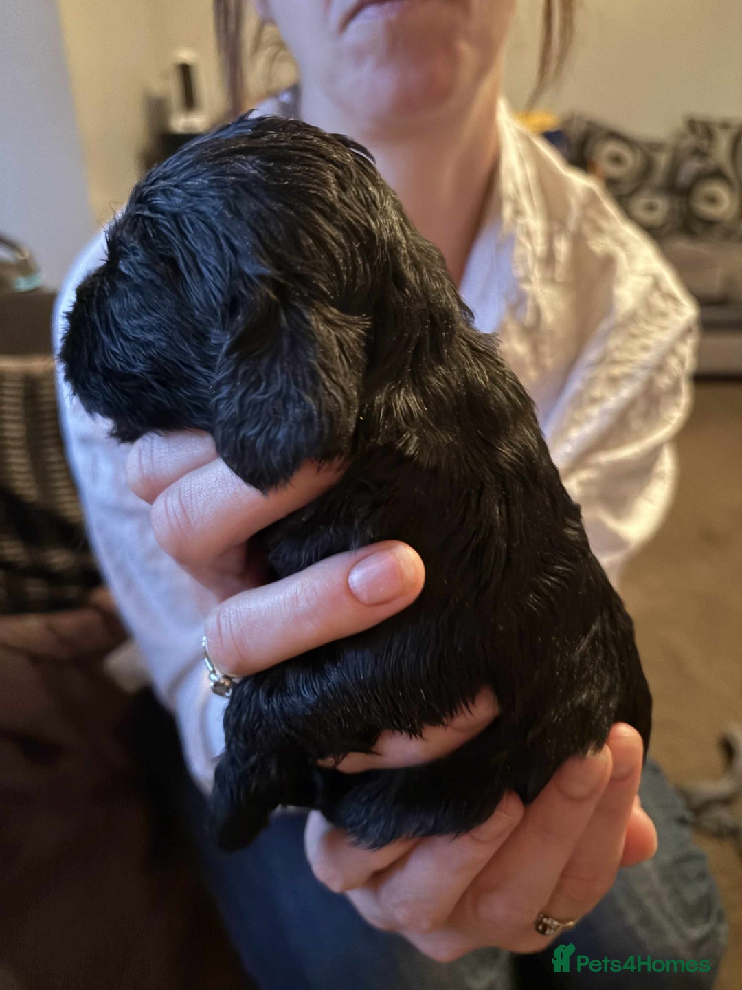 Cockapoo dogs for sale: Stunning litter of cockapoos  - Advert 21