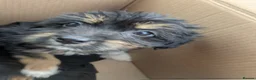 Mixed Breed dogs for sale: 4 adorable mixed breed pups for sale 3 girls 1boy - Advert 24