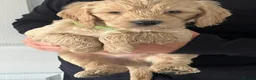 Cockapoo dogs for sale: Home Raised Stunning Cockapoo Puppies  in Clydebank - Advert 3