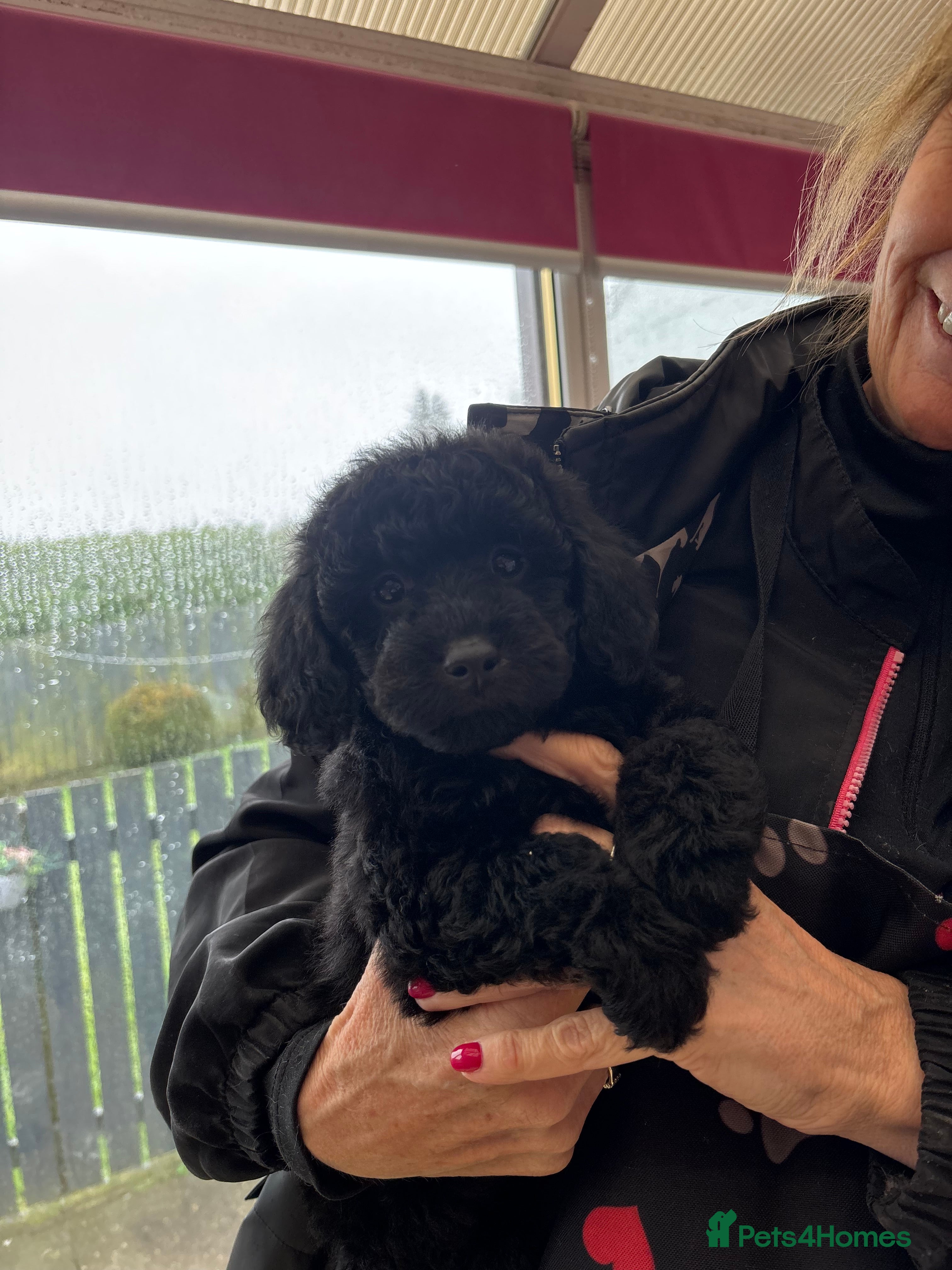 Toy Poodle dogs Kc registered toy poodle  - Advert 2